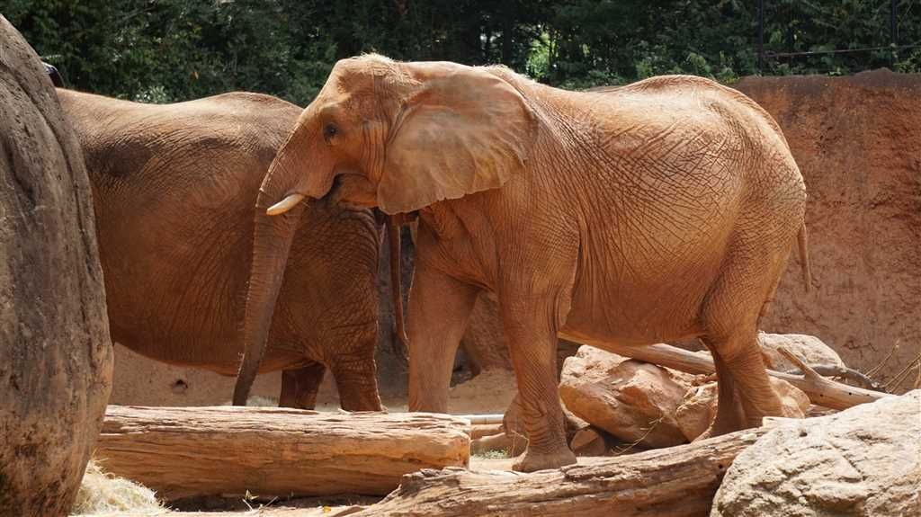 Brown Elephant Donation